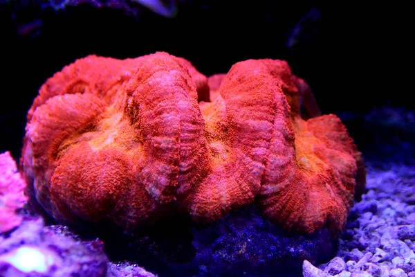 Red Lobophyllia Brain Coral Lobophyllia Hemprichii — стокове фото