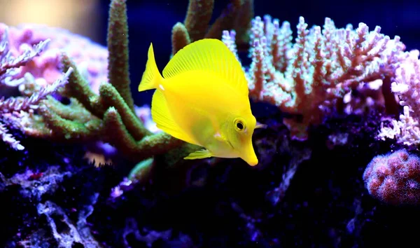 Captive Breded Yellow Tang Hawaiian Zebrasoma Flavencens — Stock Photo, Image