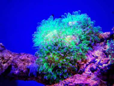 Euphyllia divisa - Frogspawn Lps mercan veya Octospawn Lps mercan