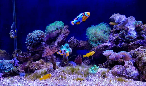 Nano Coral Reef Zoutwater Aquarium Tank Scene — Stockfoto