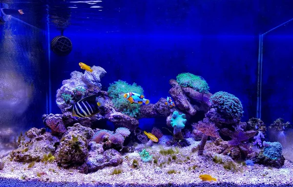 Nano Coral Reef Saltwater Aquarium Tank Scene — стокове фото