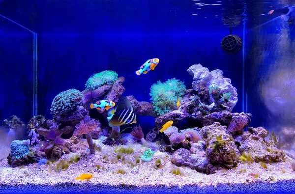 Nano Coral Recife Água Salgada Aquário Cena Tanque — Fotografia de Stock