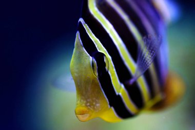 Sailfin Tang Fish - (Zebrasoma veliferum)  clipart