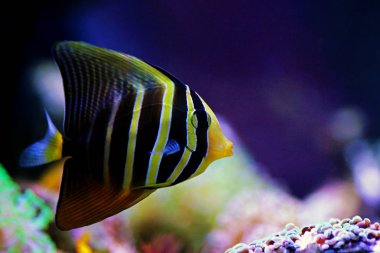 Denizci Tang Balığı - (Zebrasoma veliferum) 