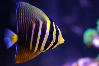 Denizci Tang Balığı - (Zebrasoma veliferum) 