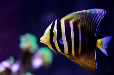 Denizci Tang Balığı - (Zebrasoma veliferum) 