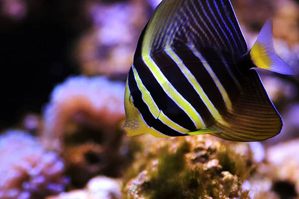 Sailfin Tang Fish Zebrasoma Veliferum — Stock Photo, Image
