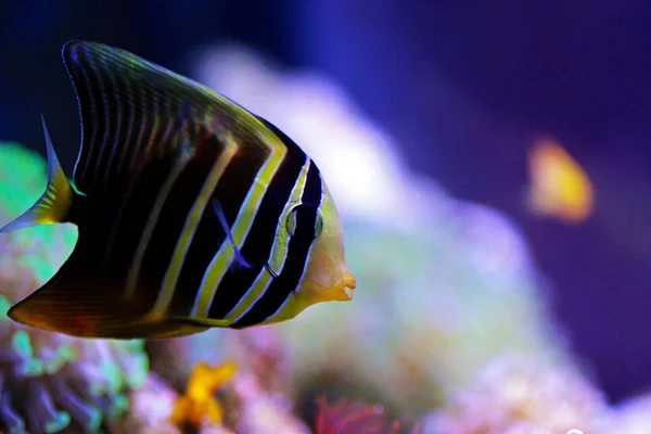 Sailfin Tang Fish Zebrasoma Veliferum — Stockfoto