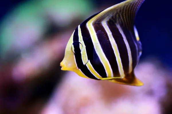 Pescado Aleta Vela Zebrasoma Vejum —  Fotos de Stock