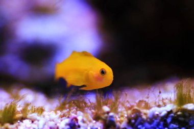 Sarı Coralgoby Gobiodon okinawae