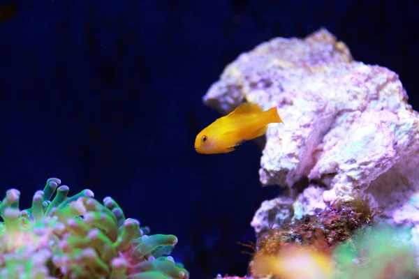 Yellow Coralgoby Gobiodon Okinawae — Stock Photo, Image