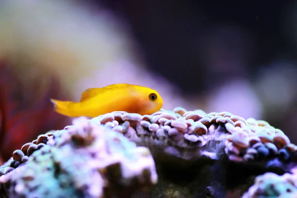 Yellow Coralgoby Gobiodon Okinawae — стокове фото