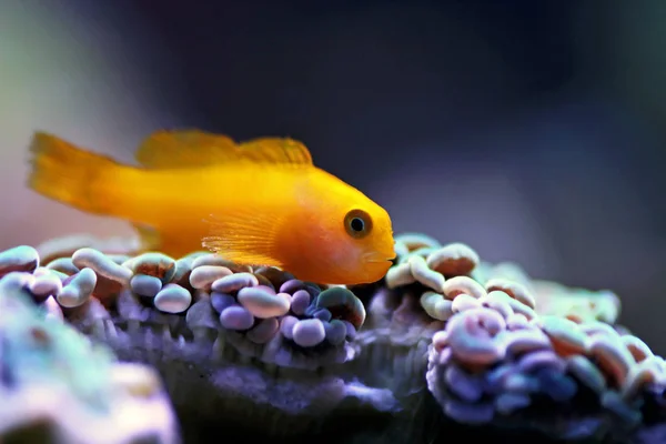 Yellow Coralgoby Gobiodon Okinawae — стокове фото