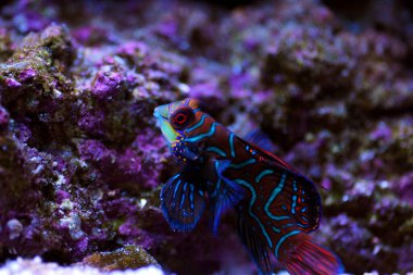 Synchiropus splendidus - Mandarin balığı, en renkli tuzlu su balıklarından biridir.