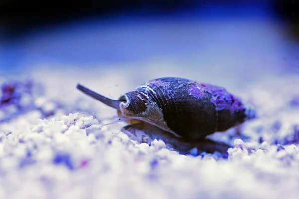 Nassa çamur salyangozu (köpek yavrusu) - Nassarius arcularius