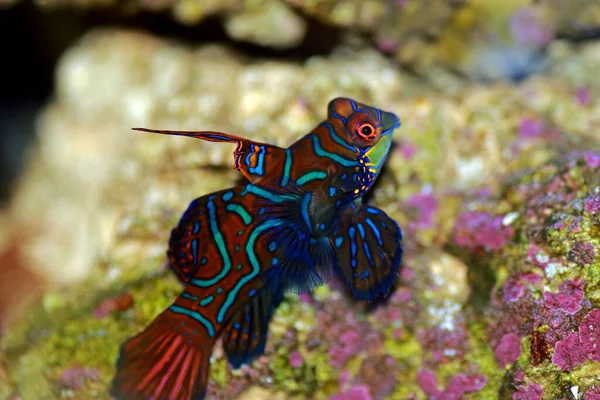 Synchiropus Splendidus Pez Mandarín Uno Los Peces Agua Salada Más — Foto de Stock