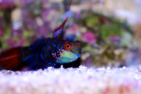 Synchiropus Splendidus Peixe Mandarim Dos Peixes Água Salgada Mais Coloridos — Fotografia de Stock