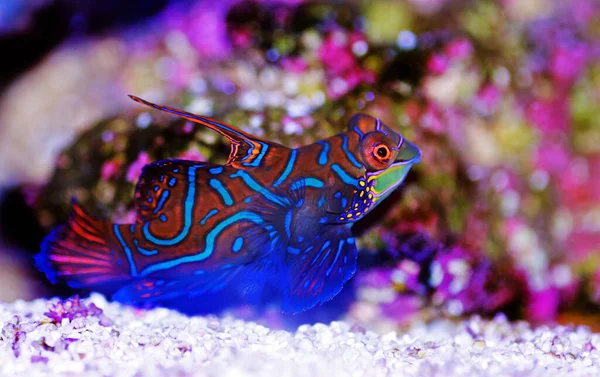 Synchiropus Splendidus Peixe Mandarim Dos Peixes Água Salgada Mais Coloridos — Fotografia de Stock