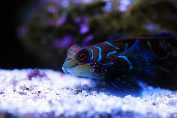 Synchiropus Splendidus Peixe Mandarim Dos Peixes Água Salgada Mais Coloridos — Fotografia de Stock