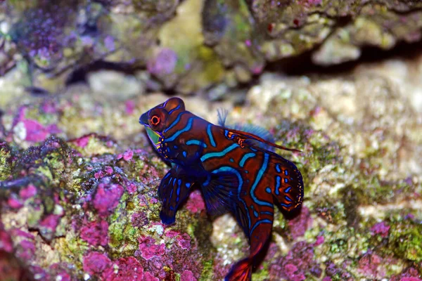 Synchiropus Splendidus Mandarin Balığı Renkli Tuzlu Balıklarından Biridir — Stok fotoğraf