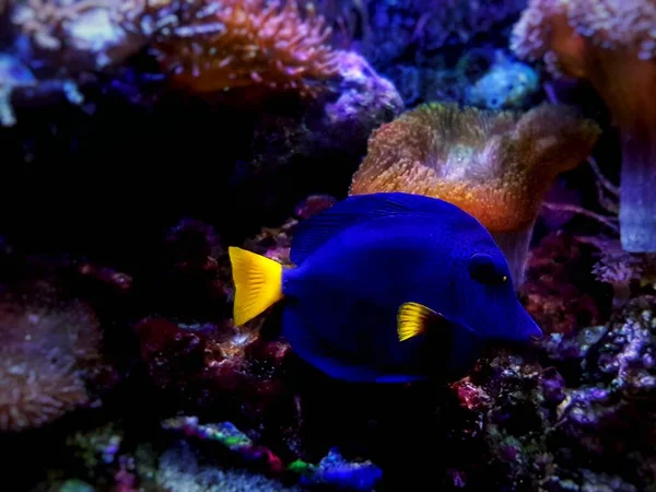 ゼブラソマXanthurum サンゴ礁水族館でのイエローテール紫色の湯水泳 — ストック写真