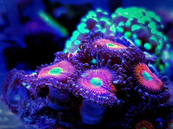 Zoanthids Soft Polyps Blüten Der Riffaquarien — Stockfoto