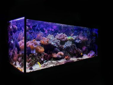 Marine dream coral reef aquarium fish tank clipart