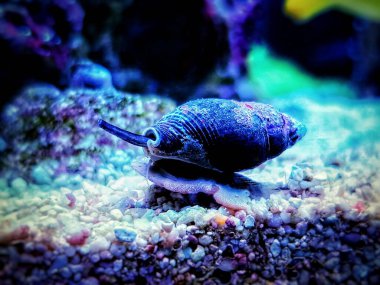 Nassa çamur salyangozu (köpek yavrusu) - Nassarius arcularius