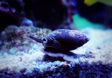 Nassa çamur salyangozu (köpek yavrusu) - Nassarius arcularius
