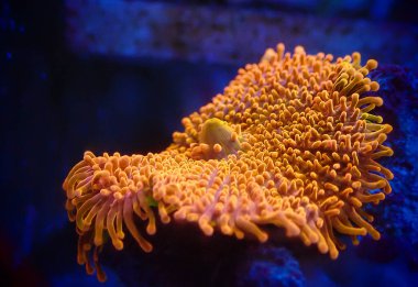 Ricordea yuma polipler kulak mantarı mercanlar - Ricordeidae sp.