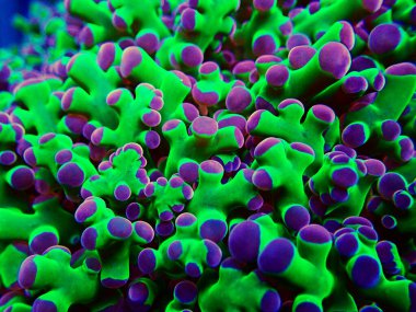İnanılmaz renkli Euphyllia divisa namı diğer Frogspawn LPS mercanı.