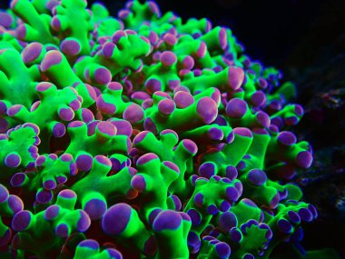İnanılmaz renkli Euphyllia divisa namı diğer Frogspawn LPS mercanı.