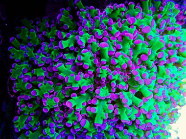 İnanılmaz renkli Euphyllia divisa namı diğer Frogspawn LPS mercanı.