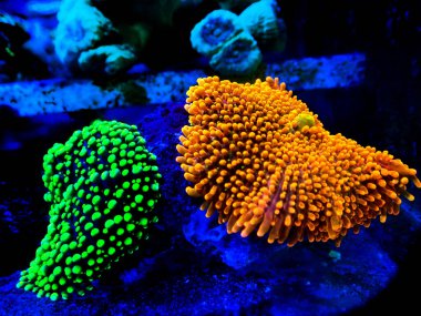 Ricordea yuma polipler kulak mantarı mercanlar - Ricordeidae sp.