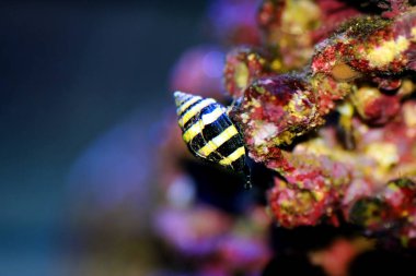 Yaban Arısı Salyangozu - (Pusiostoma sp.) 