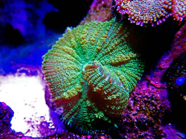 Sarı Pençe Rhodactis Mantarı