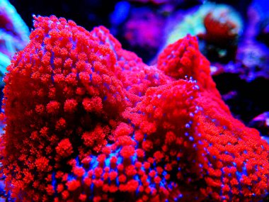 Kırmızı & Mavi St. Thomas Rhodactis Mantarı