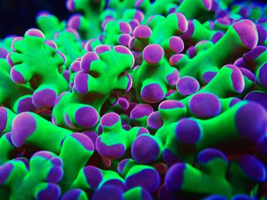 İnanılmaz renkli Euphyllia divisa namı diğer Frogspawn LPS mercanı.