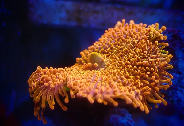 Ricordea Yuma Polyps Ear Mushroom Coral Ricordeidae — Stock Photo, Image