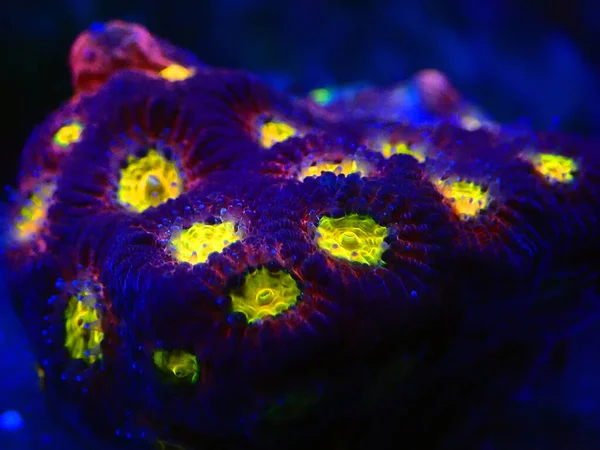 Каменистые Кораллы Favia Faviidae — стоковое фото