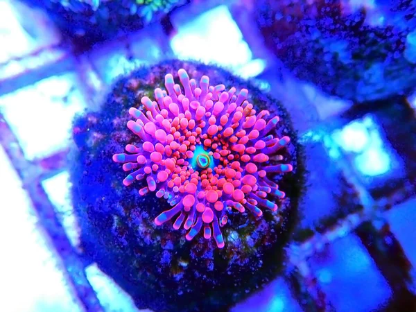 Ricordea Yuma Polyps Ear Mushroom Coral Ricordeidae — стоковое фото