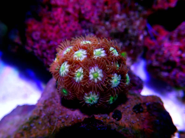 Zoanthids Pólipos Macios Flores Dos Tanques Aquário Recife — Fotografia de Stock