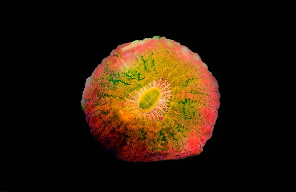 Ciambella Colorato Lps Corallo Acanthophyllia Deshayesiana — Foto Stock