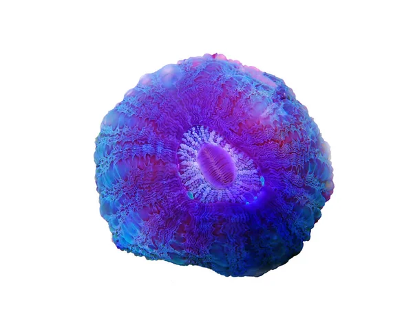 Donut Renkli Lps Mercan Acanthophyllia Deshayesiana — Stok fotoğraf