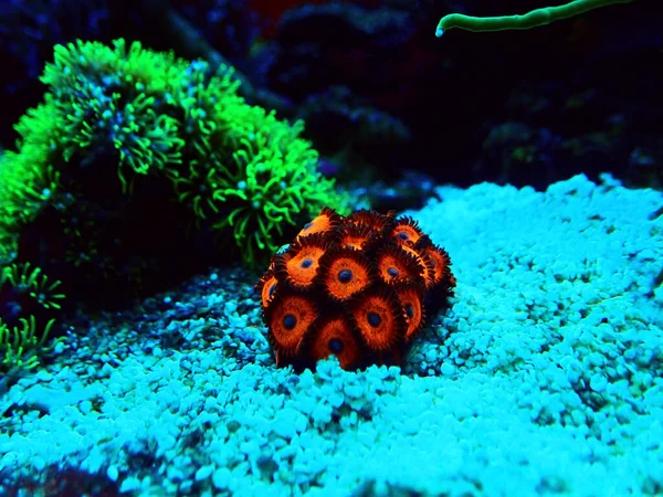 Zoanthids Soft Polyps Blüten Der Riffaquarien — Stockfoto