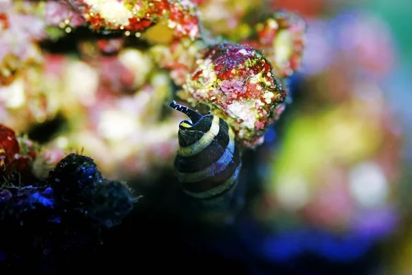 Bumble Bee Snail Pusiostoma — стоковое фото