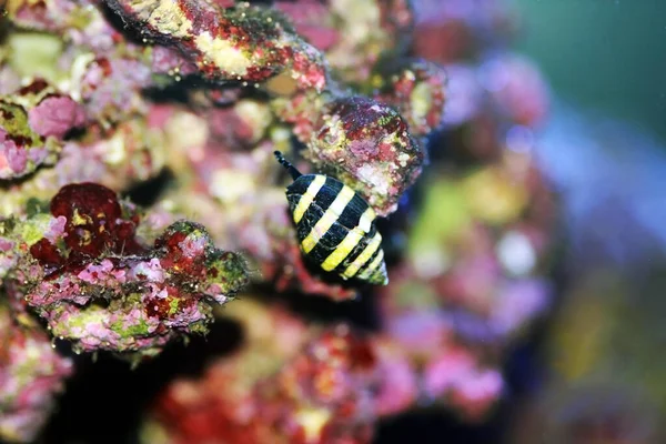 Bumble Bee Csiga Pusiostoma — Stock Fotó