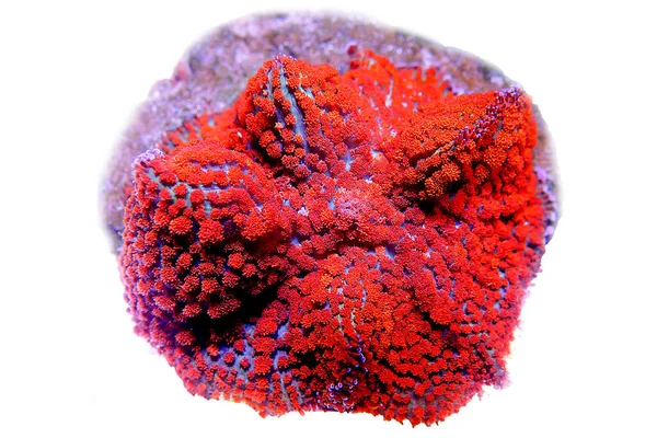 Red Blue Thomas Rhodactis Houba — Stock fotografie