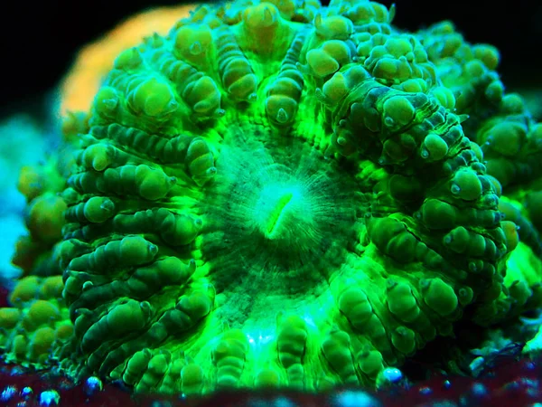 Blastomussa Wellsi Big Polyp Blastomussa Lps Coral — Stockfoto