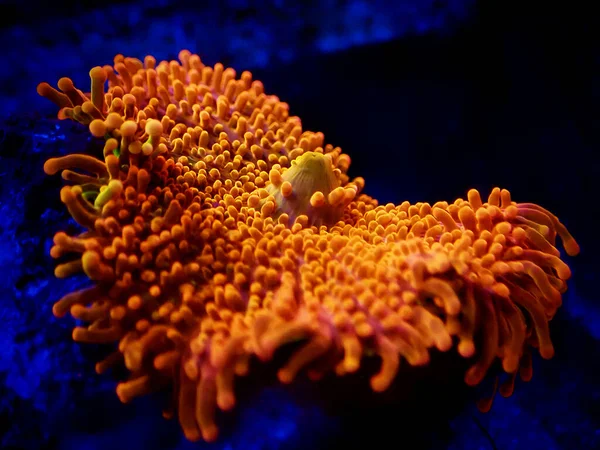 Ricordea Yuma Polyps Ear Mushroom Coral Ricordeidae — стоковое фото